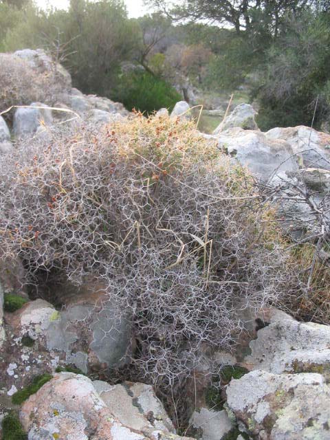 よく燃える6角形の草（痛い）
