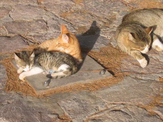 ちっこいネコもどんどん育つ