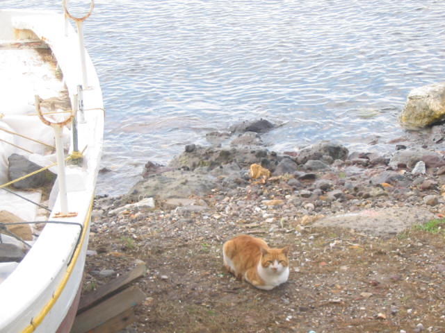 ふと見れば猫