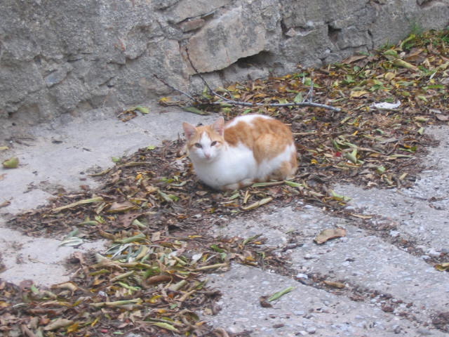 ふかふかっす。